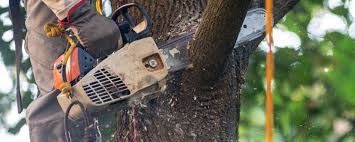 Best Tree Health Inspection  in Willows, CA