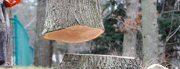 Best Hazardous Tree Removal  in Willows, CA