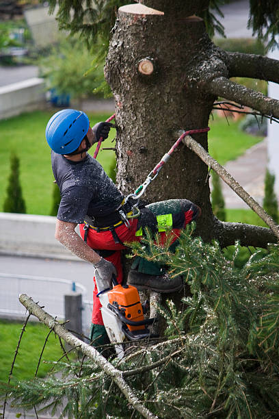Best Palm Tree Trimming  in Willows, CA