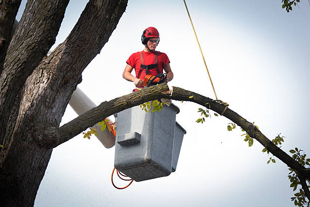 How Our Tree Care Process Works  in  Willows, CA