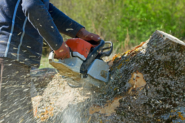Reliable Willows, CA Tree Removal Solutions