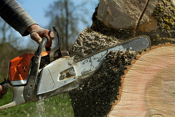  Willows, CA Tree Removal Pros