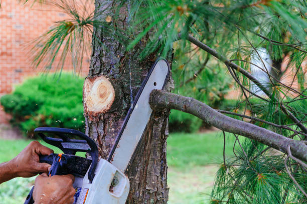 Best Pest Control for Lawns  in Willows, CA